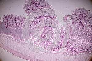 Tissue of small intestine or small bowel under the microscopic.