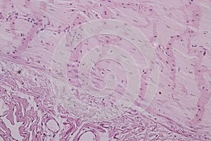 Tissue of small intestine or small bowel under the microscopic.