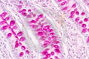 Tissue of small intestine or small bowel under the microscopic.