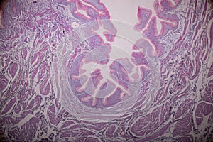 Tissue of small intestine or small bowel under the microscopic.