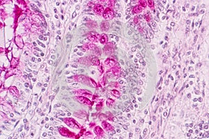 Tissue of small intestine or small bowel under the microscopic.