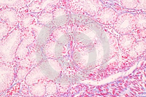 Tissue of Stomach Human under the microscope in Lab.