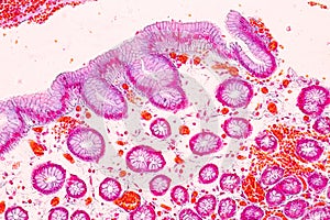 Tissue of Stomach under the microscope for education.