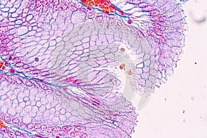 Tissue of Stomach under the microscope for education.
