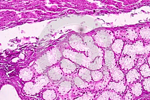 Tissue of Stomach under the microscope for education.