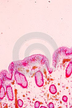 Tissue of Stomach under the microscope for education.