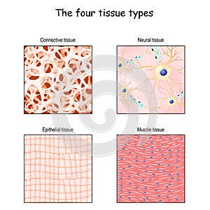 Tissue types. connective, muscle, nervous, and epithelial cells