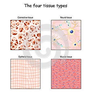 Tissue types. connective, muscle, nervous, and epithelial cells photo