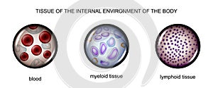 tissues of the internal environment: blood, lymph, tissue myelin