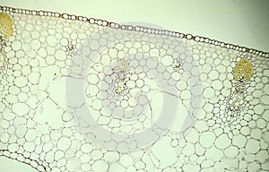 Tissues of iris leaf, microscopic photography