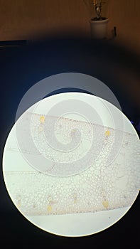 Tissues of iris leaf, microscopic photography