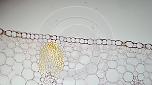 Tissues of iris leaf, microscopic photography