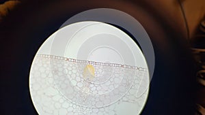 Tissues of iris leaf, microscopic photography