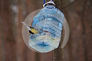 Tit and big plastic bottle used as feeder for birds in winter