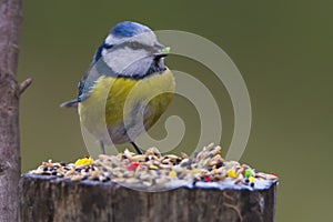 Tit bird. Herrerillo