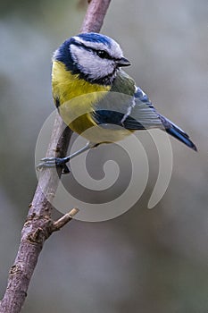 Tit bird. Herrerillo in spanish.