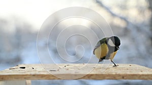 Tit bird Parus major pecks seeds in the bird feeder in winter. Slow motion video