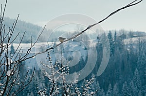 Tit bird wire winter mountain landscape