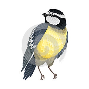 Tit with Black Head as Warm-blooded Vertebrates or Aves Vector Illustration photo