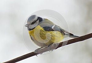 The tit is blue  Parus caeruleus on the branch