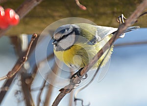 The tit is blue  Parus caeruleus on the branch