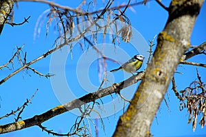 Tit on a branch on a sunny spring day