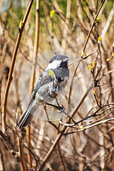 Tit Between Branches