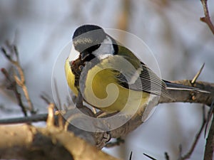 Tit on the branches of a tree