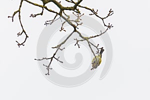 A tit is chirping  in a tree