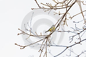 A tit is chirping  in a tree