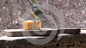 Tit is eating cheese