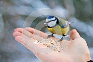 Tit eats seeds out of man`s hands in snowy park. eats grain from hand photo