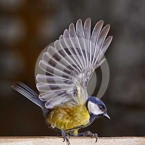 Tit freeze birds parus on the food. Speedlight photo