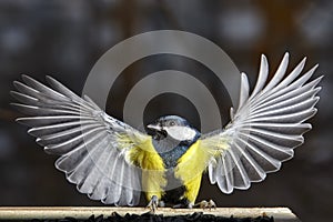 Tit freeze birds parus on the food. Speedlight photo