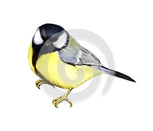 Tit. Great tit,