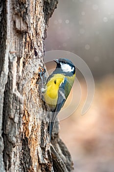 A tit is looking for food on a tree trunk