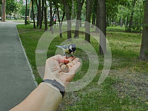 A tit on a man`s hand
