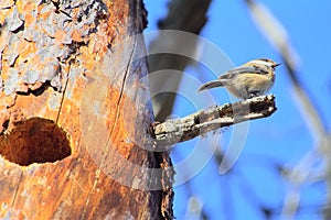 Tit near nesting hollows, which knocked the woodpecker