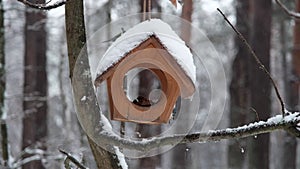 A tit and a nuthatch eat crackers from a feeder in winter in a snowy forest