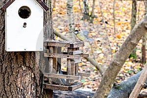 Tit and nuthatch in old handmade wooden feeder