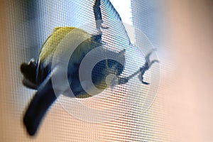 A tit pecks at the window netting from mosquitoes and makes a hole in it. The bird is sitting on the grid