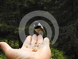 A Tit perched on a hand