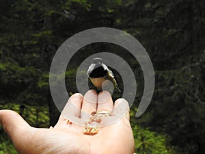 A Tit perched on a hand