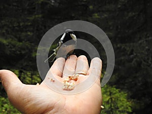 A Tit perched on a hand