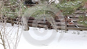 Tit picking seeds in harsh winter