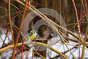 Tit resting on a tree branch photo