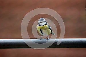 A tit sits on a metal crossbar