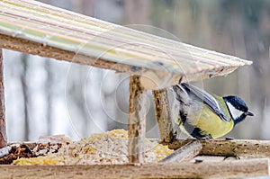 Tit - a small, lively, intelligent, clever, brave and always enterprising birds.