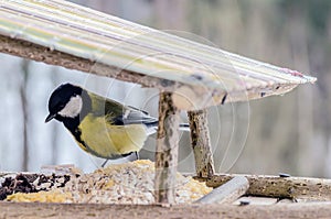 Tit - a small, lively, intelligent, clever, brave and always enterprising birds.