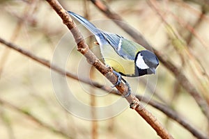 Tit sitting on a branch